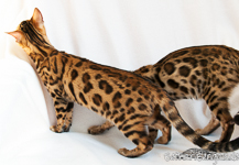 Bengal Katze Hessen